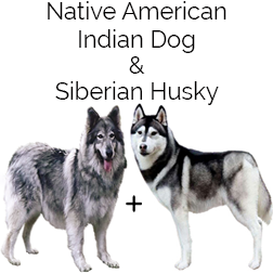 Siberian Indian Dog